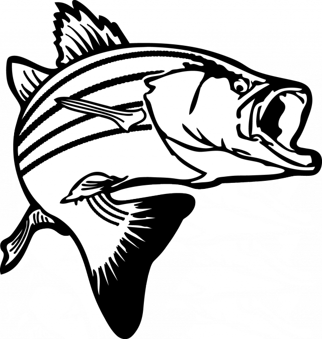 Salmon - Striped Bass Clip Art (640x673)