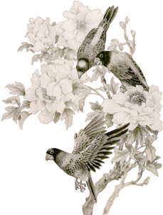 Bd-22 - Hawk (310x400)