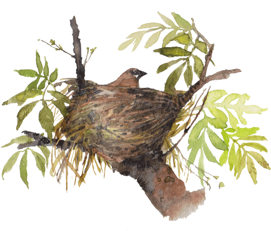 Cedar Waxwing Nesting In Ash Tree Clip Art - Cedar Waxwing Nesting In Ash Tree Clip Art (1000x1000)