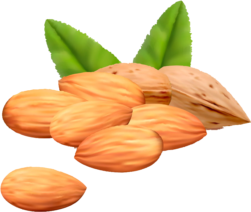 Almond Euclidean Vector Royalty-free Clip Art - Almond Euclidean Vector Royalty-free Clip Art (1000x819)