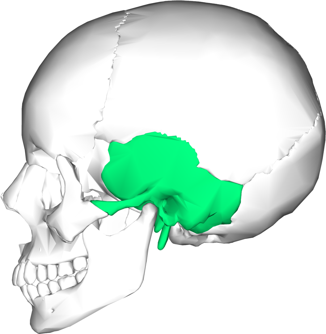 Temporal Bone (1200x1200)