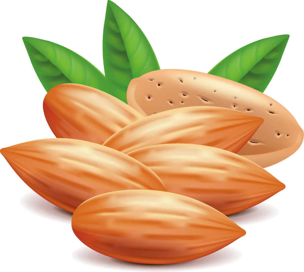 Almond Nut Euclidean Vector Clip Art - Almond Clipart (998x893)