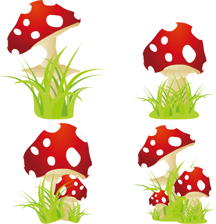 Amanita Muscaria Edible Mushroom - Amanita Muscaria Edible Mushroom (732x760)