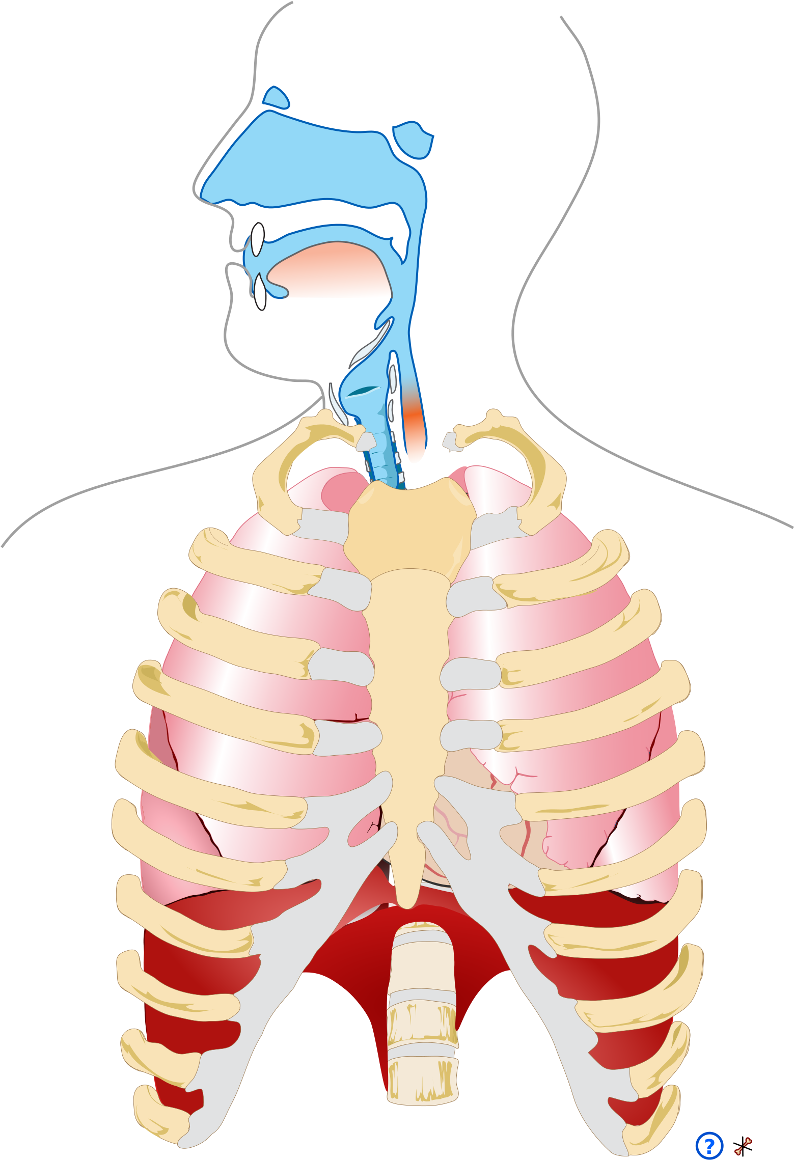 Human Respiratory System Pedagogical Fr - Transparent Respiratory System Png (2000x2304)