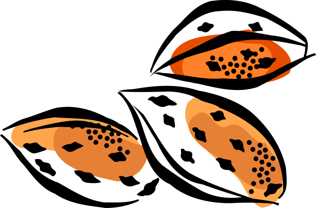 Vector Illustration Of Almond Hard Shell Edible Seed - Vector Illustration Of Almond Hard Shell Edible Seed (1064x700)