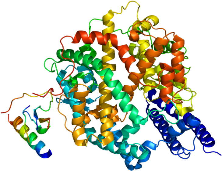Protein Ace2 Pdb 1r42 - Angiotensin Converting Enzyme Ace Molecular Structure (768x600)
