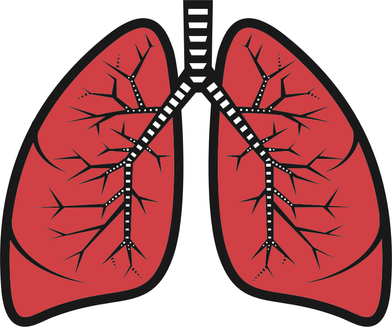Medium Image - Clip Art Lungs (794x663)