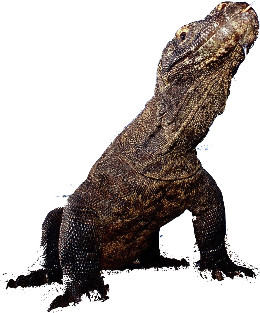 Komodo - Komodo Dragon (893x1076)