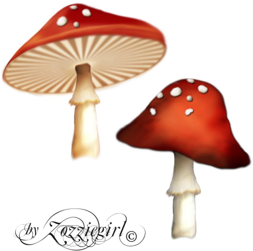 Free Icons Png - Enchanted Mushroom Png (894x894)
