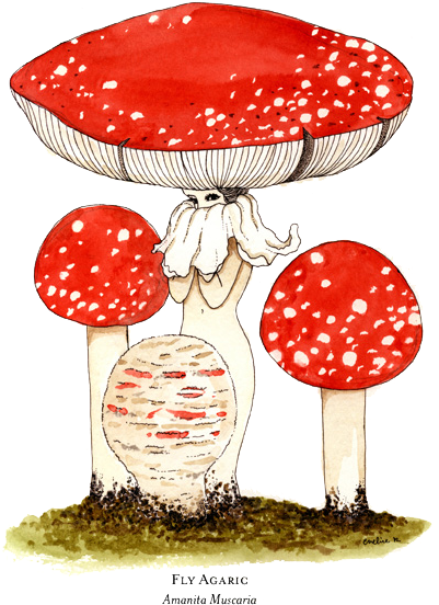 Food - Many Genders Do Fungi Have (415x562)