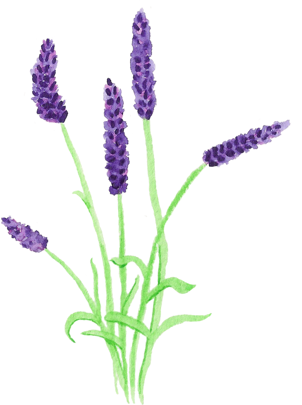 Art Floral - Grape Hyacinth (1389x1620)