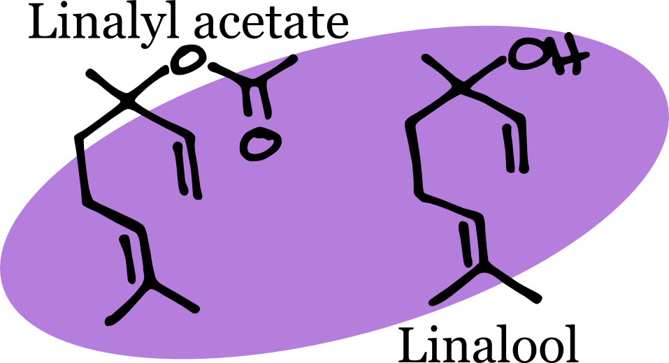 Minor Volatile Components That Contribute To The Scent - Chemical Structure Of Lavender (957x520)