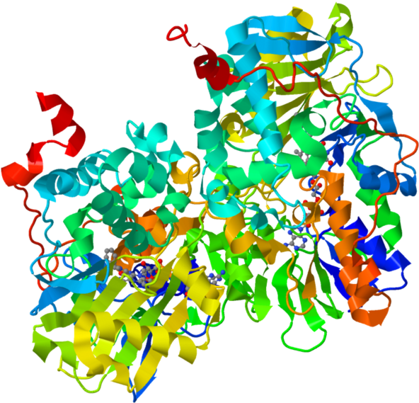 Ribbon Diagram Of Human Monoamine Oxidase B - Monoamine Oxidase Inhibitors (600x573)