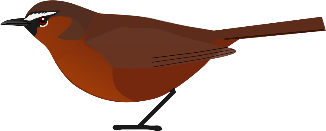 Nilgiri Laughing Thrush - European Robin (1280x661)