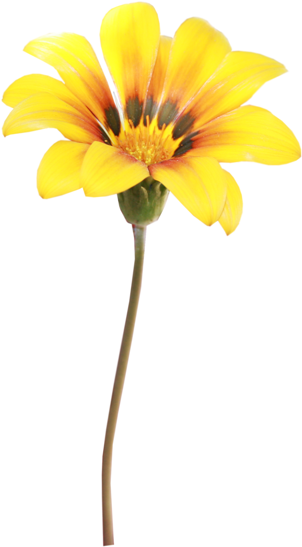 Flower Photography Yellow - Flower Photography Yellow (709x1280)