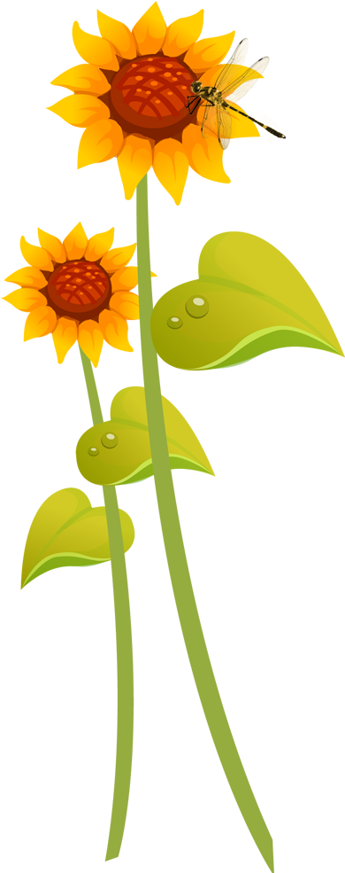 Common Sunflower Cartoon Illustration - Common Sunflower Cartoon Illustration (588x984)