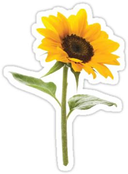 "sunflower" Stickers By Ericbracewell Redbubble - Sunflower Transparent Background (375x360)