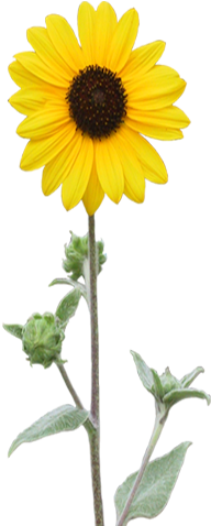 Common Sunflower Plant Red Sunflower - Common Sunflower Plant Red Sunflower (500x500)