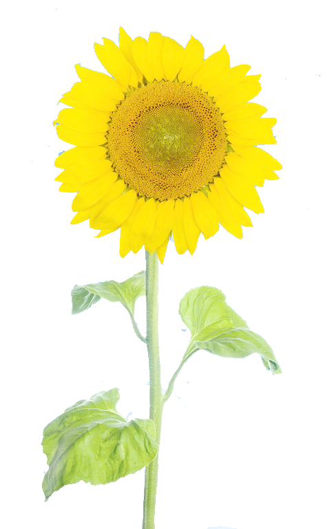 Sunflower Free Stock Pull Figure 649*768 Transprent - Sunflower Free Stock Pull Figure 649*768 Transprent (649x768)