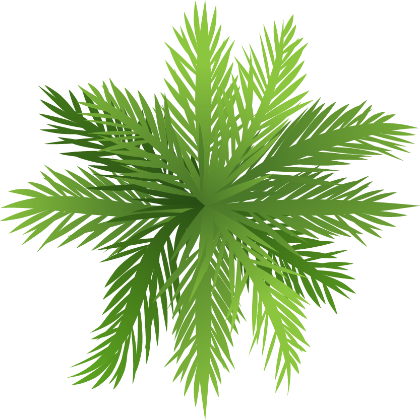 Arecaceae Árbol De La Selva Tropical De La Planta - Cèdre De L Atlas Huile Essentielle (833x834)