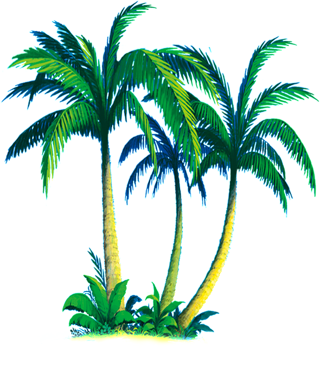 Material Transparente De Arboles De Coco Tropical - Hình Ảnh Cây Dừa (650x745)