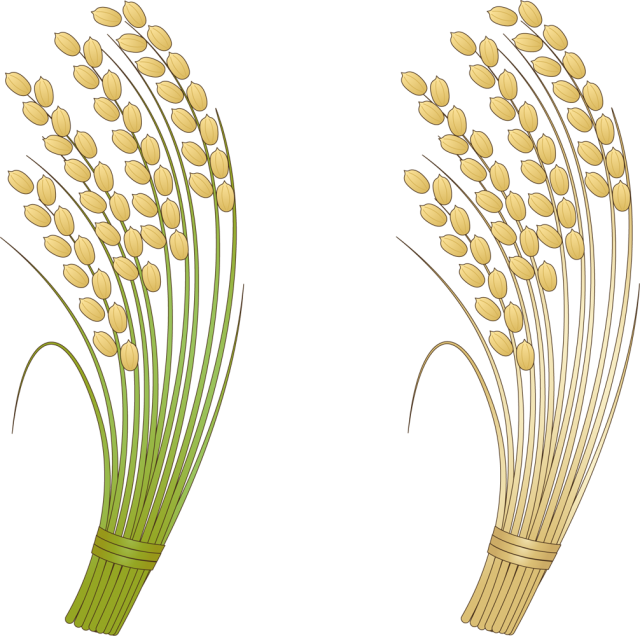 Grasses Rice Clip Art - Grasses Rice Clip Art (640x636)