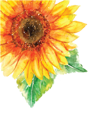 Sun Please - Sunflower (710x538)