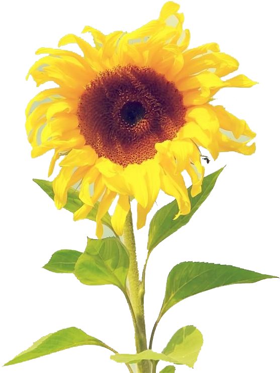 Tablet Computer Computer Monitor Wallpaper - Tablet Computer Computer Monitor Wallpaper (1440x900)