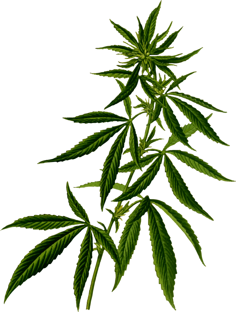 Pot Leaf Clipart No Background - Weed Plant Png.