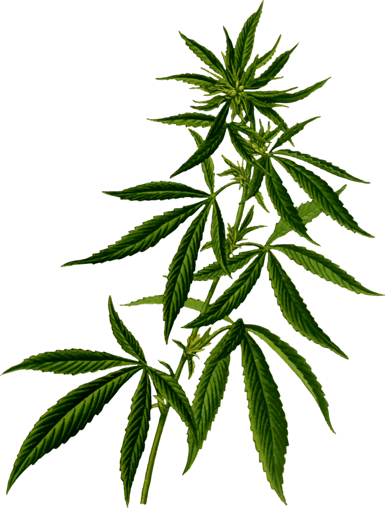 Pot Leaf Clipart No Background - Weed Plant Png (568x750)