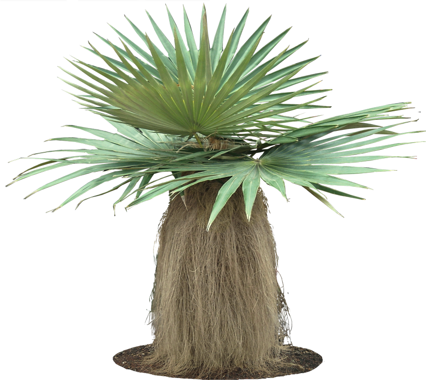Coccothrinax Crinita - Coccothrinax Crinita Old Man Palm (881x798)