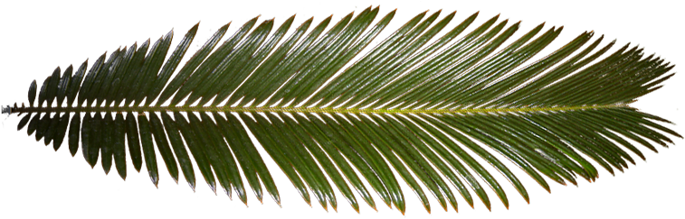Ferns In The Tropical Rainforest Download - Palm Tree Leaf Texture (768x248)