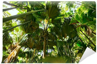 Tropical Rain Forest With Coco De Mer Palms, Praslin, - Praslin (400x400)