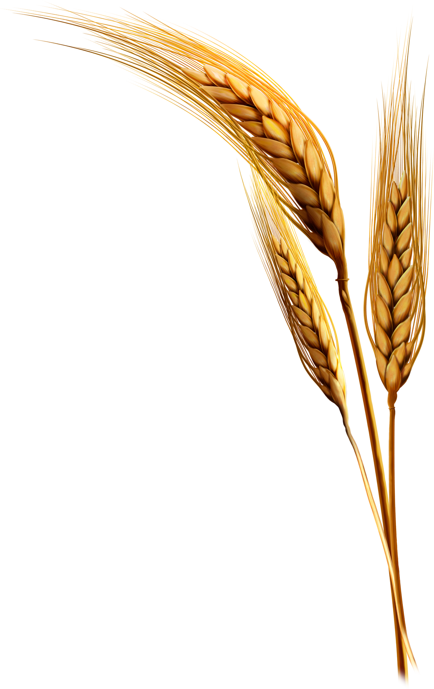 Emmer Rice Clip Art - Wheat Plant Png (1385x2200)