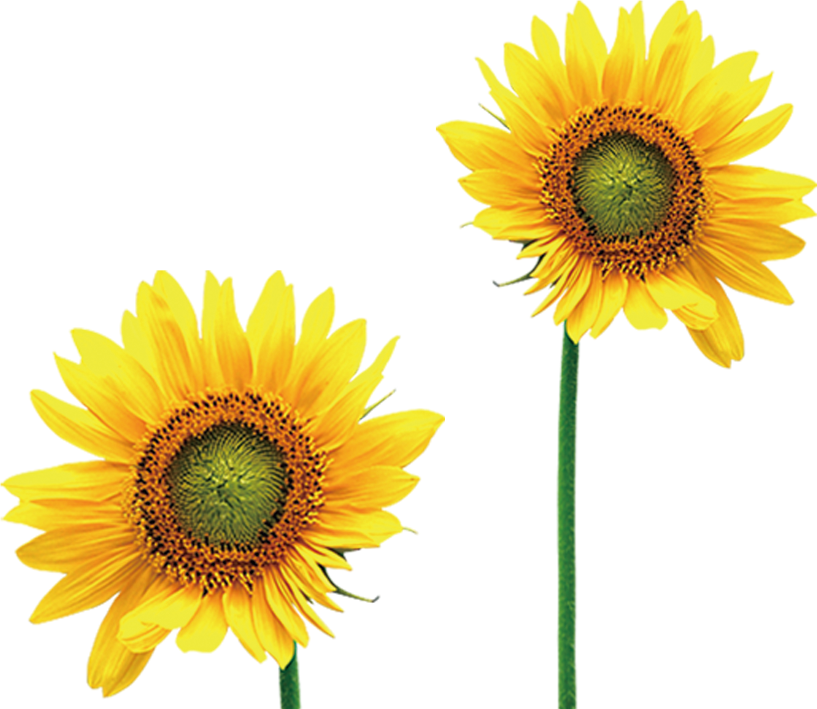 Common Sunflower Intellectual Disability Photography - Sunflower (2480x3508)