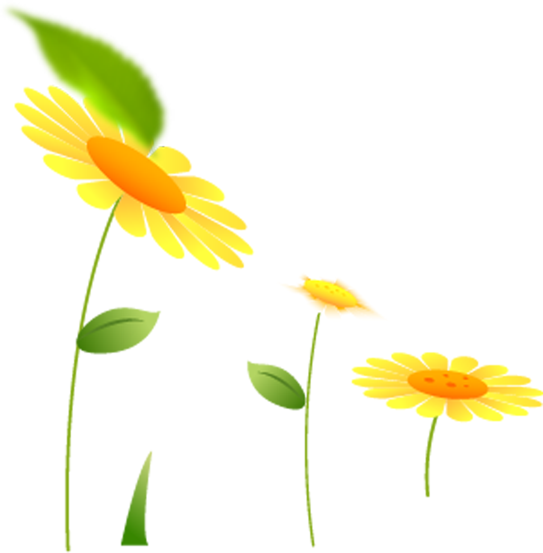 Common Sunflower - Sunflower - Common Sunflower - Sunflower (2362x2362)