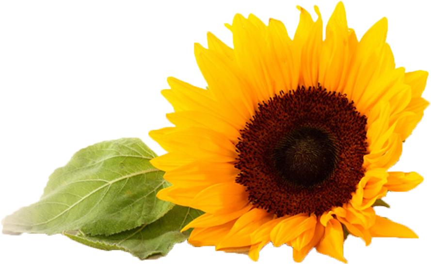 Common Sunflower Gratis - Common Sunflower Gratis (1920x600)