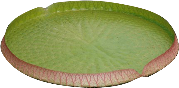 Water Lily Png Image - Water Lily Png (595x425)