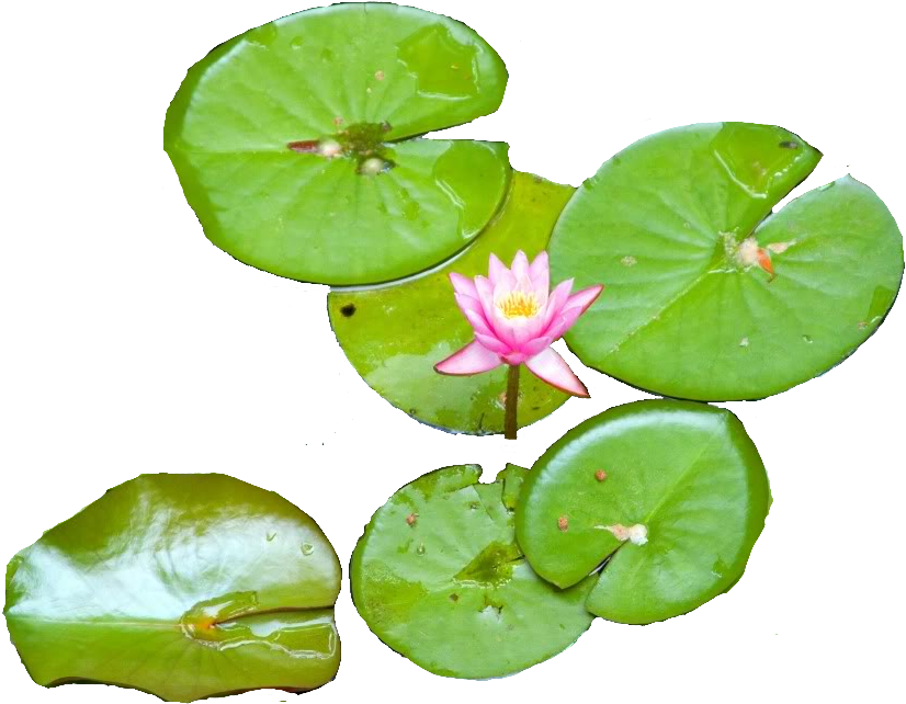 Water Lily - Water Lily Png (1023x682)