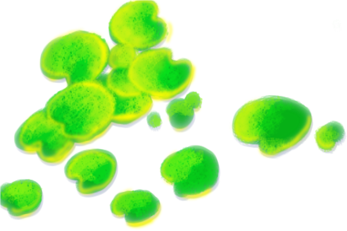 Nelumbo Nucifera Leaf Lotus Effect - Nelumbo Nucifera Leaf Lotus Effect (1181x1181)