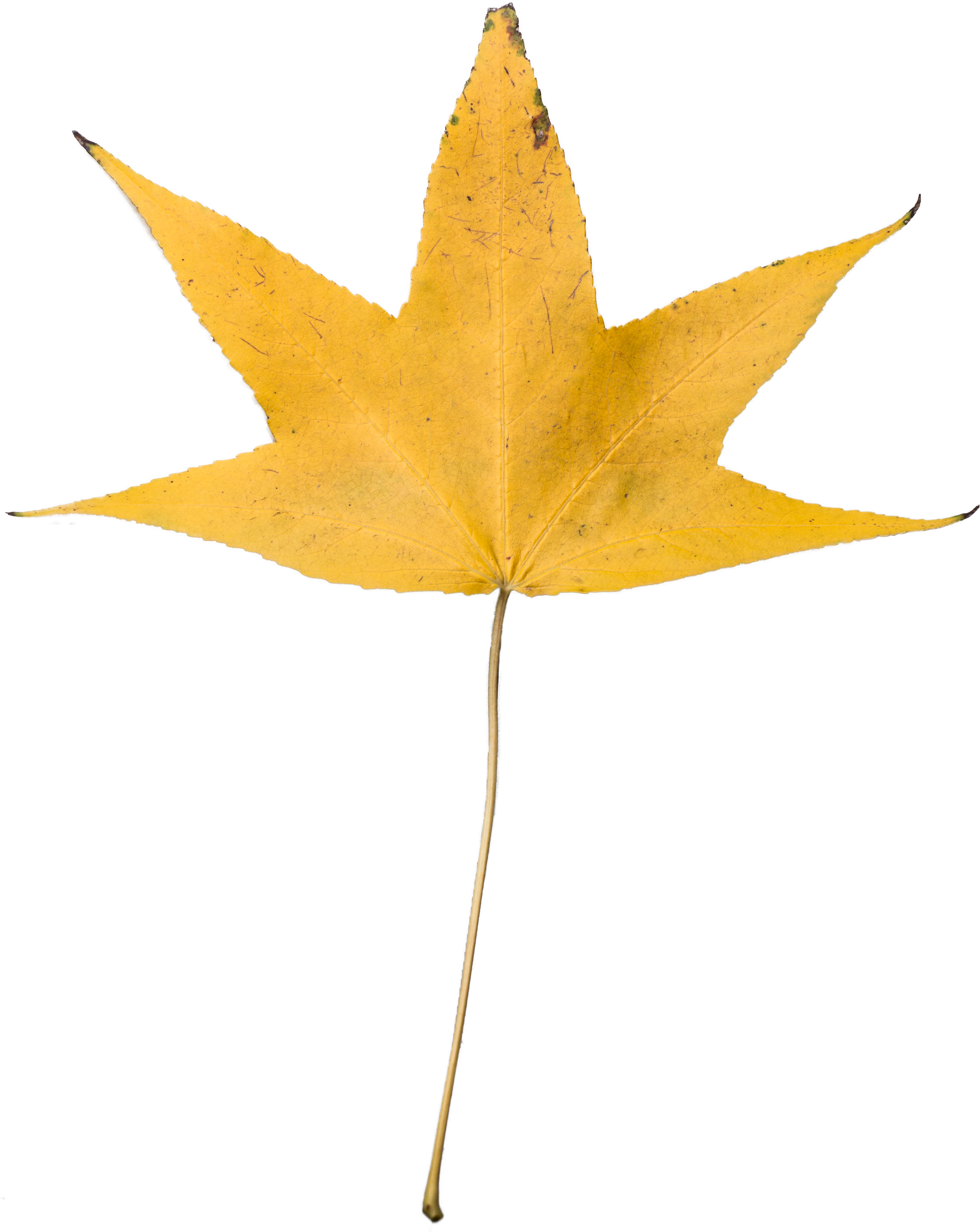 Yellow Dry Leaf Transparent, High Resolution - Dried Leaves Transparent Background (3158x3969)