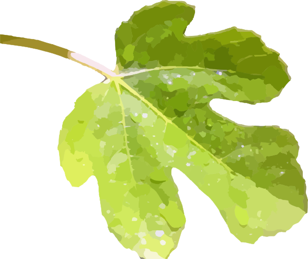 Fig Clipart Transparent - Fig Leaves Clip Art (600x505)