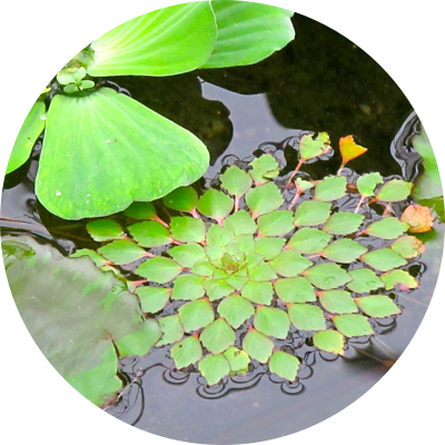 Water Lettuce, Water Lilies And The Mosaic Plant Are - Aquatic Plant (400x400)