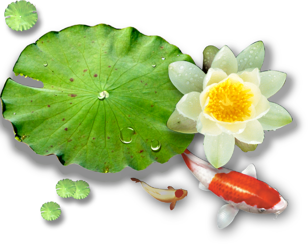 Nelumbo Nucifera Water Lilies Euclidean Vector - Jvc Everio Gz Mg330 (1000x791)