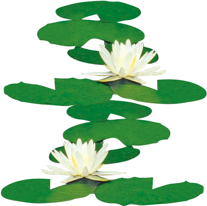 Nelumbo Nucifera Water Lilies Icon - Nelumbo Nucifera Water Lilies Icon (591x591)