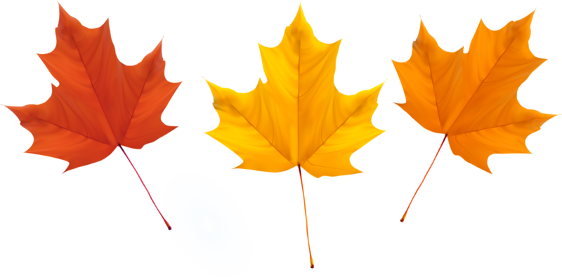 Maple Leaf Autumn Leaves - Maple Leaf Autumn Leaves (800x395)
