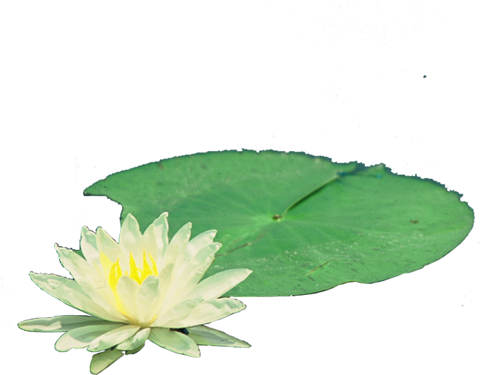 Nelumbo Nucifera Pygmy Water-lily Nymphaea Alba - Nelumbo Nucifera Pygmy Water-lily Nymphaea Alba (700x700)