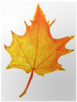 Autumn Yellow Maple Leaf Poster • Pixers® • We Live - Drawing (400x400)