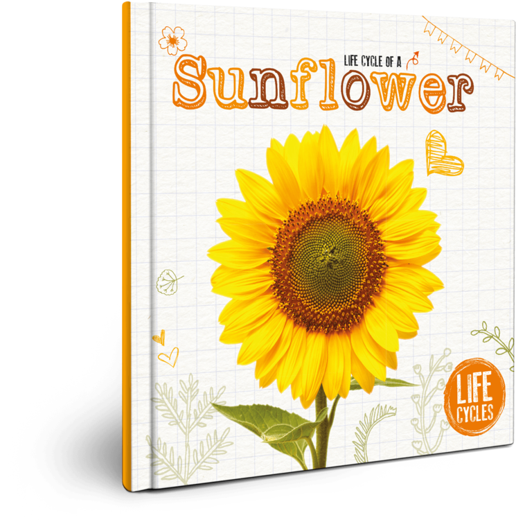 Life Cycle - Life Cycle Of A Sunflower (1024x1024)