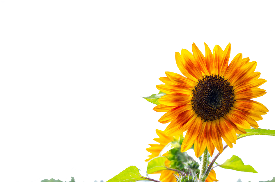 Two Cut Sunflowers Common Sunflower Yellow - Two Cut Sunflowers Common Sunflower Yellow (945x626)